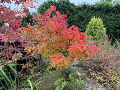 Images for Ashley Drive, Bramhall, Cheshire EAID:mosleyjaapi BID:1