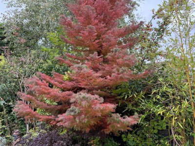 Images for Ashley Drive, Bramhall, Cheshire EAID:mosleyjaapi BID:1